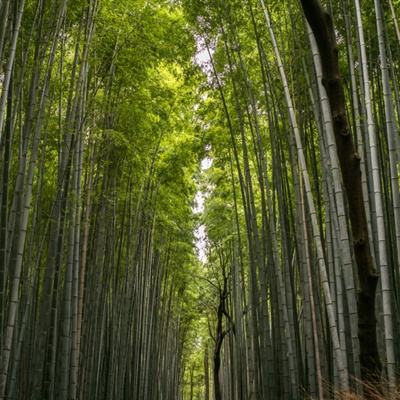 青丘狐传说bt满v版下载